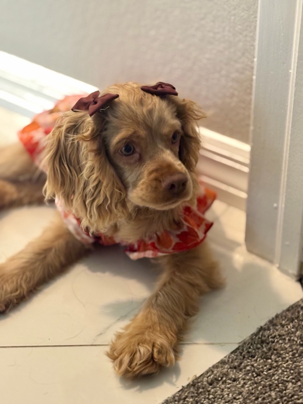 Assorted Dogs' Dresses/Harnesses - Picture 6 of 6